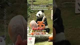 RIP  ANN ANN 1986-2022 #shorts #Panda