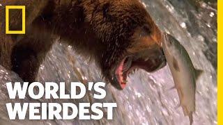 Salmon Soar without Wings | World's Weirdest