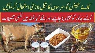 Mustard Oil benefits for Cows and Buffalos | Dairy Farming in Pakistan