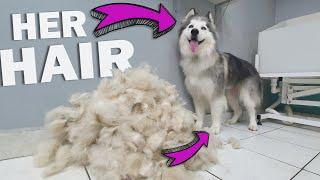 HUGE UNDERCOAT REMOVAL - Neglected Husky Grooming