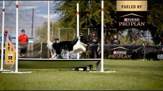 In-Depth Look: Generations of Dog Agility with Kate Moureaux & Her Border Collies