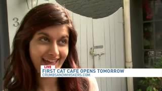 Sam Sweeney speaks with owner of Crumbs and Whiskers, first cat cafe opening June 20