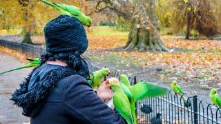 A Look At St. James's Park, London