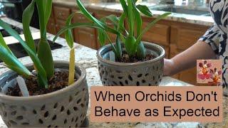 Mystery Orchids | When an Orchid has Unexpected Behavior | Miltassia Dark Star Orchid