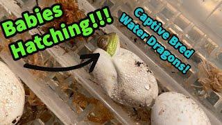 Baby Water Dragons Hatching!| 2023 USCBB Chinese water dragons!