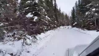 Litter of Lynx Kittens on Winter Road