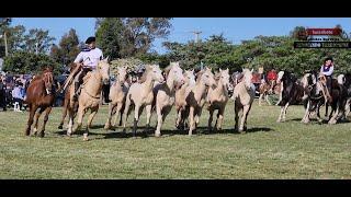 EMPRENDADOS DE SOGAS - CHAPEADOS - ANTIGUOS - MEJOR CABALLO - MEJOR TROPILLA