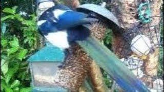 Magpie Bird On Autumn Thursday Visit To My Cottage Garden Scone Perth Perthshire Scotland