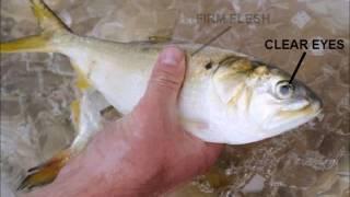 Chunking Bunker for Striped Bass - A Mobile Approach Part-1