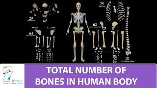 Total Number of Bones In Human Body