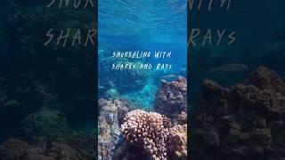 가오리랑 상어랑 수영하기…!! ​⁠#스노쿨링 #여행 #borabora #snorkeling #sharks #rays #tahiti #vlog #honeymoon #신혼여행