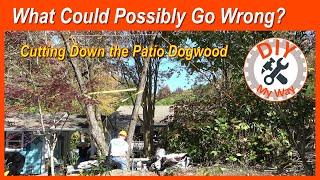 What Could Possibly Go Wrong? Cutting Down the Patio Dogwood (#199)