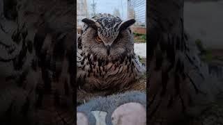 Uh-huh: Eagle owl Yoll makes a landing and goes to the nest. Don't touch it with your hands!