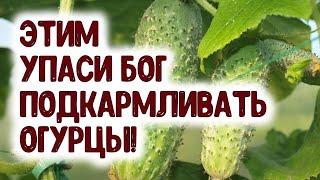 ЭТИМ УПАСИ БОГ ПОДКАРМЛИВАТЬ  ОГУРЦЫ!