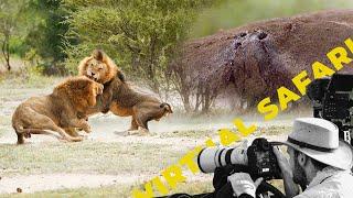 Lions Have a Close Call- Update on the Ntsevu Breakaway Lions- Virtual Safari # 215