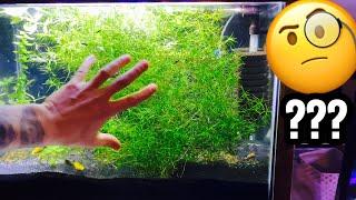 How to Grow Guppy Grass & Propagate