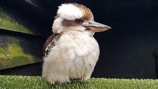 Kookaburra Laughing, Leeds Castle