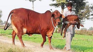 World Record 42KG Milking Record Biggest Farm of Pure Sahiwal Breed | Complete Documentary