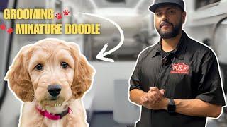  Miniature Doodle Grooming Transformation!  Watch Lulu's Spa Day at Exclusive Pet Grooming ️