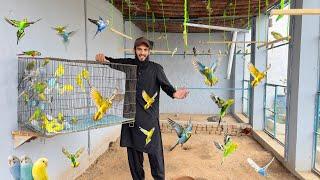 Budgies Parrots Aviary Main Azad Chor Dia 