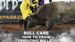 The Difference Between Bucking Bulls And Fighting Bulls