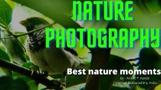 Nature Photography|| Best nature Moments|| English || Aniket P. Kakde