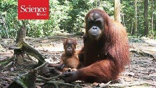 Orangutans are the only great apes—besides humans—to ‘talk’ about the past