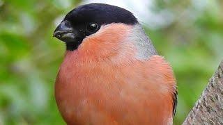 Bullfinch - Bullfinches Male, Female and Juvenile