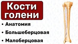 Кости голени: большеберцовая и малоберцовая, строение, анатомия