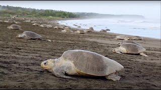 Between the Harvest (The Olive Ridley Sea Turtle Arribada and the Harvesting of Sea Turtle Eggs)