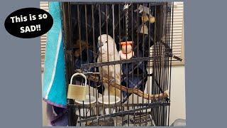 Cockatoo Padlocked and Not Handled for 30 Years | RESCUED!!