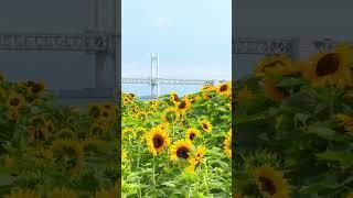 (실시간)광안리 해바라기 바다와 해바라기 조합 말해뭐해