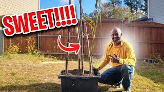 Best way to Grow Sugar Cane in Containers #growingsugarcane #sugarcane