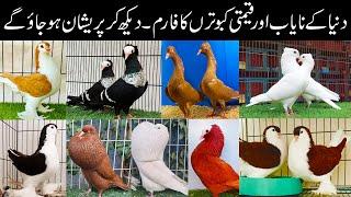 World Most Beautiful and Rare Fancy Pigeon | Top 10 Fancy Pigeon | Fancy Kabootar Farming | Pak Pets