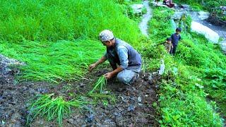 life in rural Nepal || Rural Nepal Quest || Natural Rural Nepal ||