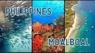 Scuba Diving The Philippines - Moalboal #moalboal #pescadorisland #sardinerun