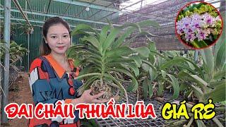 ĐAI CHÂU RỪNG THUẦN LŨA GIÁ RẺ - | Hoa Lan Market - Vườn Lan Bá Ninh