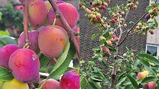 PART 2 - GROWING PLUM TREES IN CONTAINER