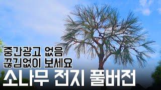 중간광고 없는 소나무 솎기 전지 풀버전 영상! [전원주택 소나무 전지전정 연습하기]