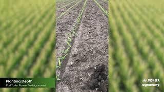 Corn Planting Depth: 5 Reasons Why it’s Important