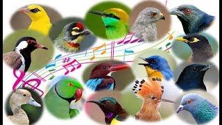 Beautiful bird songs - Calls of 50 Indian birds with video