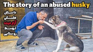 Saving an Innocent Husky from Abuse | A Story of Courage, Compassion, and Hope