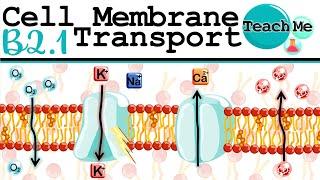 (B2.1) - Membrane Transport - IB Biology (SL/HL)