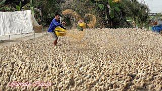 The duck | The process of raising laying ducks from hatching eggs to laying eggs.Animals Plants