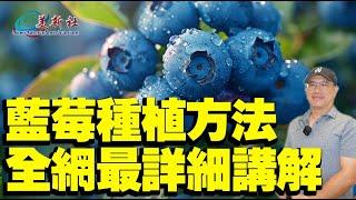 How to grow blueberries