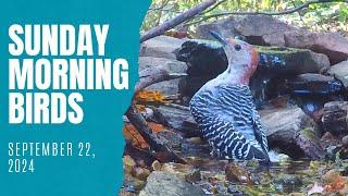 Bath Time for Warblers and a Woodpecker!