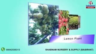 Fruit and Mehndi Plant By Shabnam Nursery & Supply, Basirhat