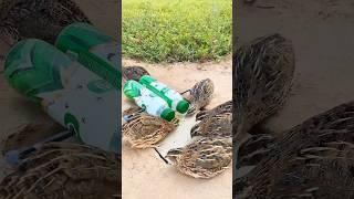 Amazing Trap Technique # New Quail Trap #shorts