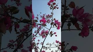 ️ Красивое розовое цветение этого дерева завораживает #цветение #яблоня #сад