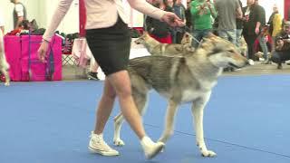 Specialty Czechoslovakian Wolfdog Males Working Class